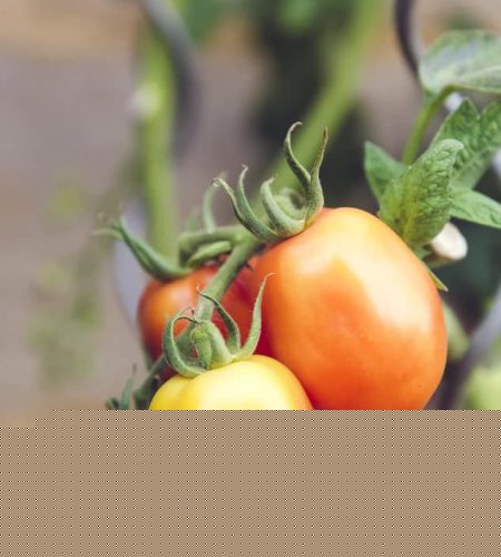 farming04 free img